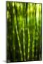 Back-Lit Horsetail Plants-Richard T. Nowitz-Mounted Photographic Print