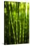 Back-Lit Horsetail Plants-Richard T. Nowitz-Stretched Canvas