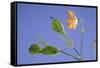 Back Lit Iris Flower-Richard T. Nowitz-Framed Stretched Canvas