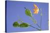 Back Lit Iris Flower-Richard T. Nowitz-Stretched Canvas