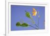 Back Lit Iris Flower-Richard T. Nowitz-Framed Photographic Print