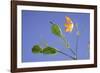 Back Lit Iris Flower-Richard T. Nowitz-Framed Photographic Print