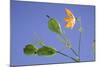 Back Lit Iris Flower-Richard T. Nowitz-Mounted Photographic Print
