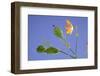 Back Lit Iris Flower-Richard T. Nowitz-Framed Photographic Print