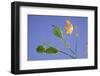 Back Lit Iris Flower-Richard T. Nowitz-Framed Photographic Print