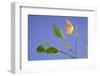 Back Lit Iris Flower-Richard T. Nowitz-Framed Photographic Print