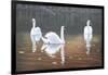 Back Lit Swans-Bruce Dumas-Framed Giclee Print