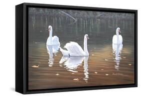 Back Lit Swans-Bruce Dumas-Framed Stretched Canvas