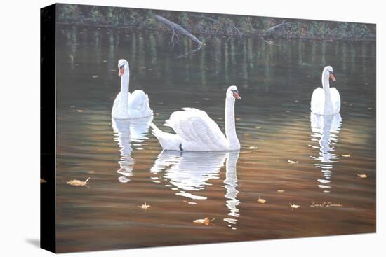 Back Lit Swans-Bruce Dumas-Stretched Canvas