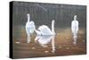 Back Lit Swans-Bruce Dumas-Stretched Canvas