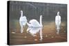 Back Lit Swans-Bruce Dumas-Stretched Canvas