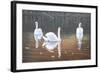 Back Lit Swans-Bruce Dumas-Framed Giclee Print