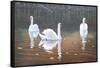 Back Lit Swans-Bruce Dumas-Framed Stretched Canvas