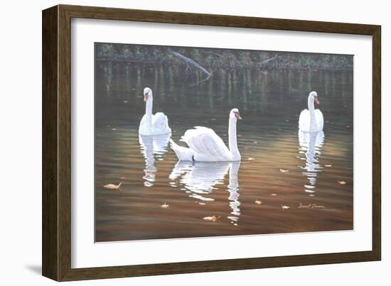 Back Lit Swans-Bruce Dumas-Framed Giclee Print