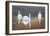 Back Lit Swans-Bruce Dumas-Framed Giclee Print