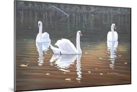 Back Lit Swans-Bruce Dumas-Mounted Giclee Print