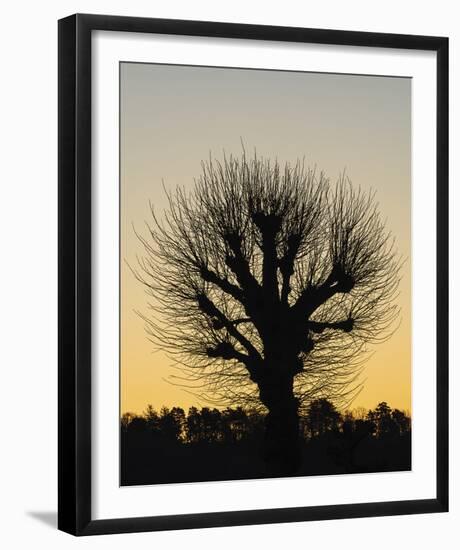 Back Lit Tree-Mikael Svensson-Framed Giclee Print
