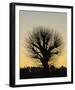 Back Lit Tree-Mikael Svensson-Framed Giclee Print