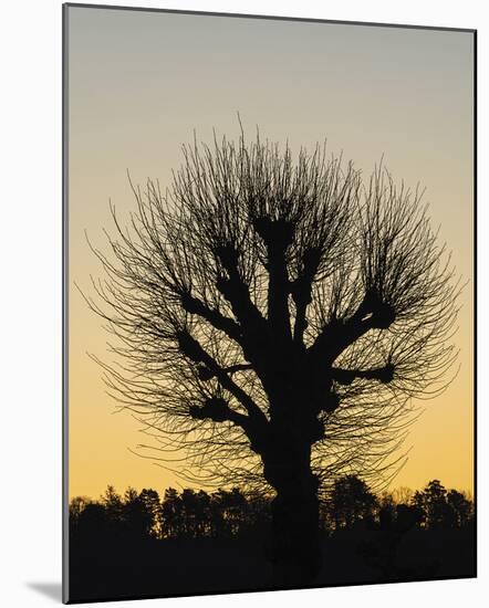 Back Lit Tree-Mikael Svensson-Mounted Giclee Print