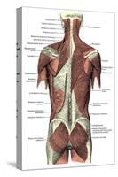 Back Muscles-Science Source-Stretched Canvas