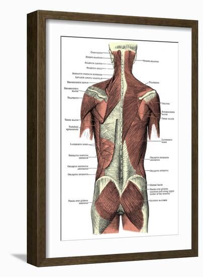 Back Muscles-Science Source-Framed Giclee Print