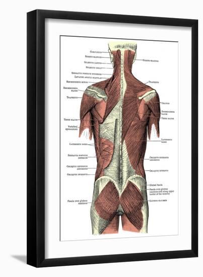 Back Muscles-Science Source-Framed Giclee Print