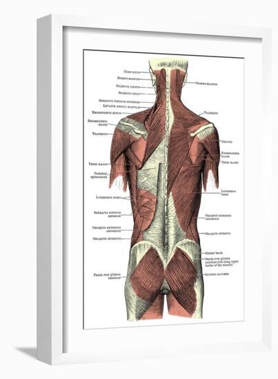 Back Muscles-Science Source-Framed Giclee Print