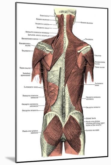 Back Muscles-Science Source-Mounted Giclee Print