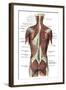 Back Muscles-Science Source-Framed Giclee Print