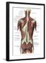 Back Muscles-Science Source-Framed Giclee Print