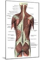 Back Muscles-Science Source-Mounted Giclee Print