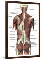 Back Muscles-Science Source-Framed Giclee Print