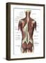 Back Muscles-Science Source-Framed Premium Giclee Print