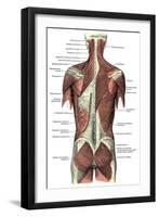 Back Muscles-Science Source-Framed Premium Giclee Print