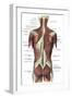 Back Muscles-Science Source-Framed Premium Giclee Print