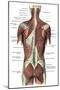 Back Muscles-Science Source-Mounted Premium Giclee Print