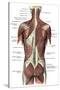 Back Muscles-Science Source-Stretched Canvas