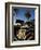 Back of a Beetle Car Painted in Zebra Stripes, Cape Town, South Africa, Africa-Yadid Levy-Framed Photographic Print