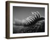 Back of an Iguana-Henry Horenstein-Framed Photographic Print