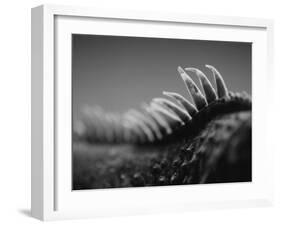 Back of an Iguana-Henry Horenstein-Framed Photographic Print