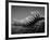 Back of an Iguana-Henry Horenstein-Framed Photographic Print