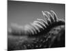 Back of an Iguana-Henry Horenstein-Mounted Photographic Print