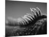 Back of an Iguana-Henry Horenstein-Mounted Photographic Print