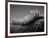 Back of an Iguana-Henry Horenstein-Framed Photographic Print