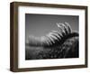 Back of an Iguana-Henry Horenstein-Framed Photographic Print