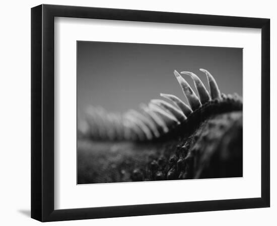 Back of an Iguana-Henry Horenstein-Framed Photographic Print