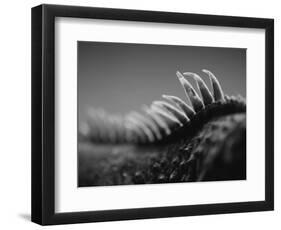 Back of an Iguana-Henry Horenstein-Framed Photographic Print