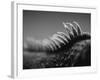 Back of an Iguana-Henry Horenstein-Framed Photographic Print