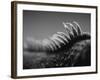 Back of an Iguana-Henry Horenstein-Framed Photographic Print