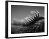 Back of an Iguana-Henry Horenstein-Framed Photographic Print